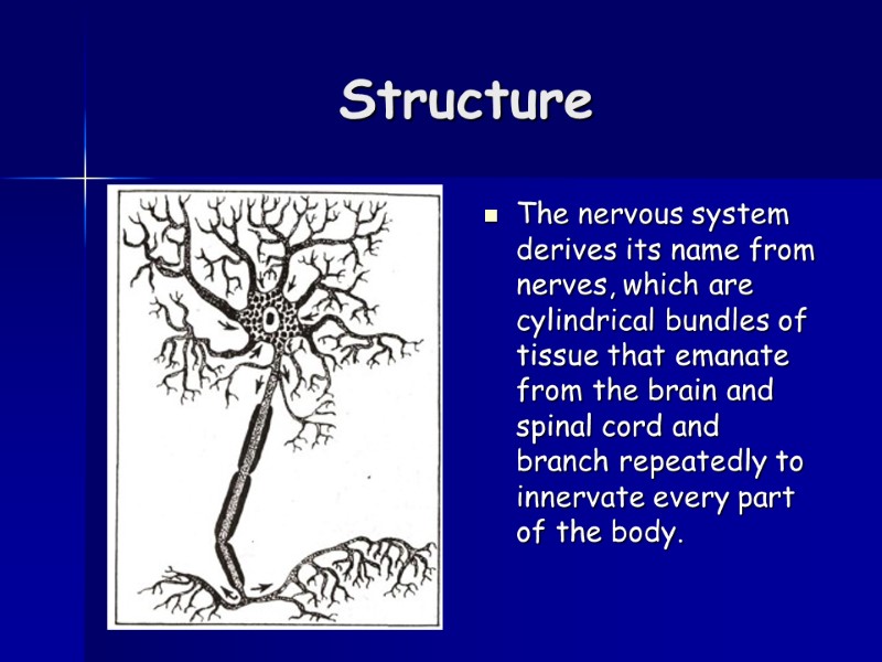 Structure The nervous system derives its name from nerves, which are cylindrical bundles of